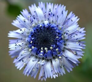 Globularia